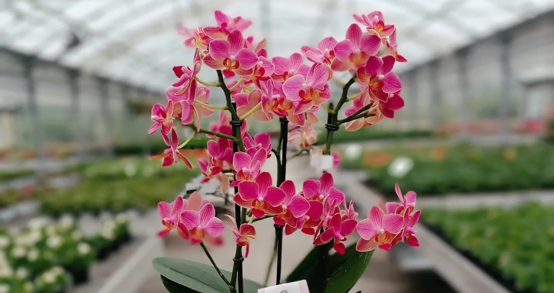 ''Centro Verde'' piante e fiori con tanta passione